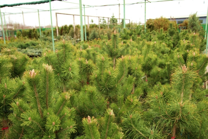 Pinus nigra pyramidalis