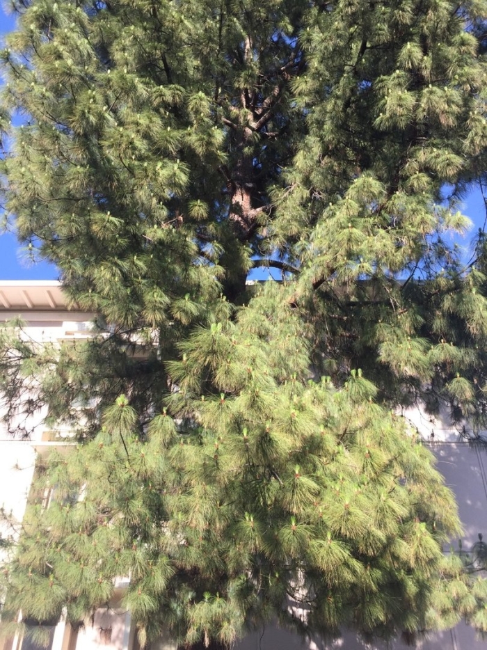 Сосна алеппская pinus halepensis