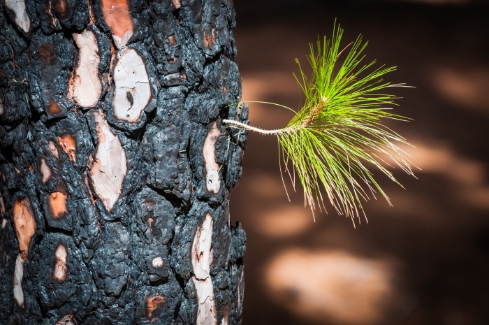 Сосна ствол