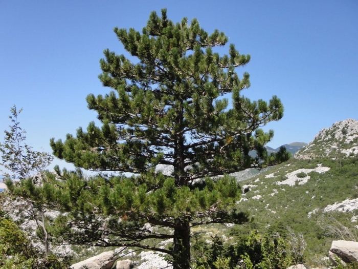 Pinus nigra subsp pallasiana