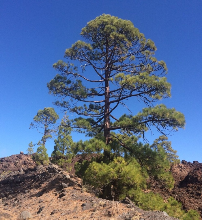 Canary island pine