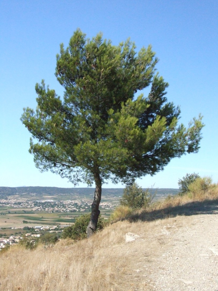 Pinus halepensis