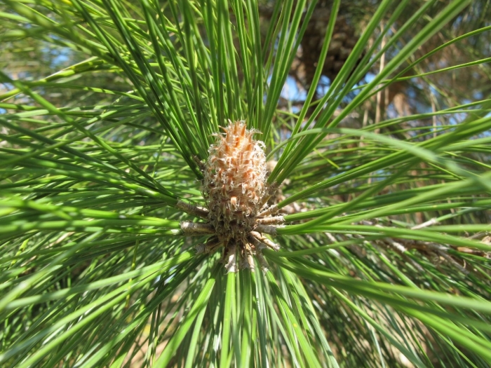 Сосна pinus