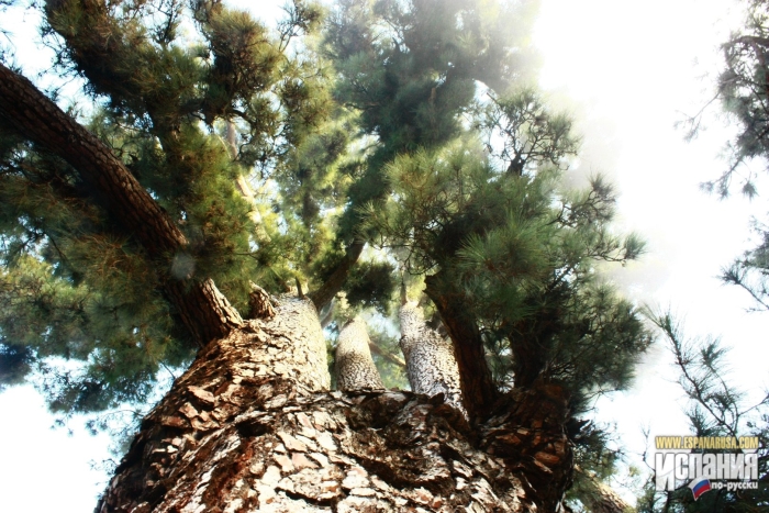 Сосна большая