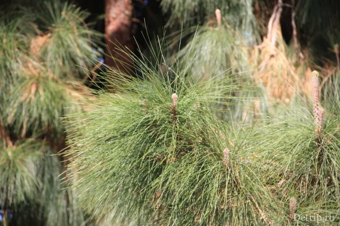 Длиннохвойная сосна монтесумы
