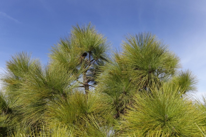 Pinus canariensis