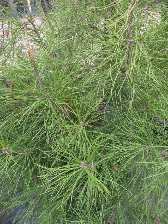 Сосна болотная длиннохвойная