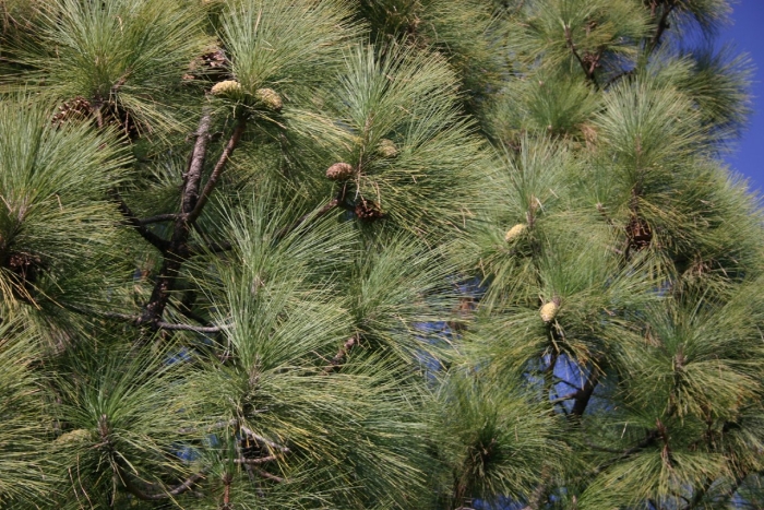 Pinus palustris