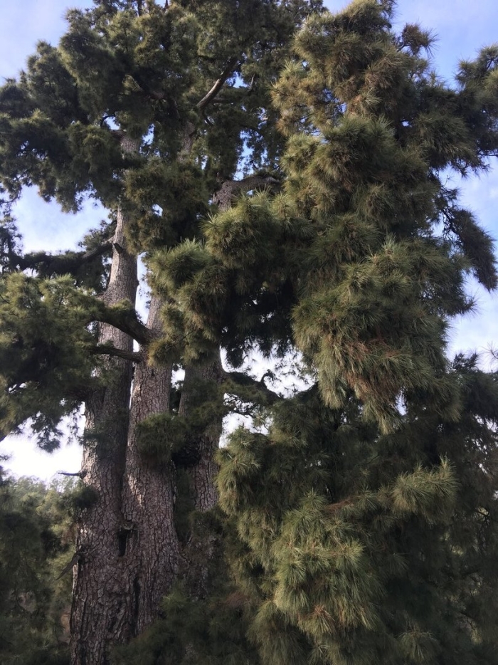 Пицундская сосна абхазия