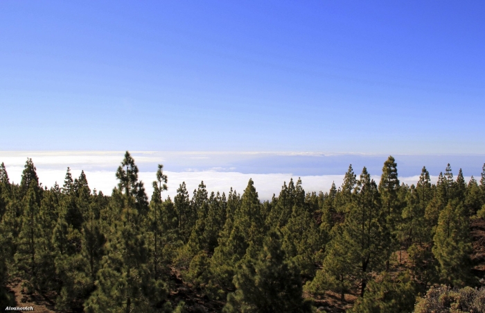 Сосна высокая