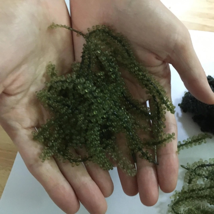 Caulerpa lentillifera