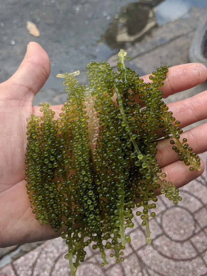 Фукус морской виноград