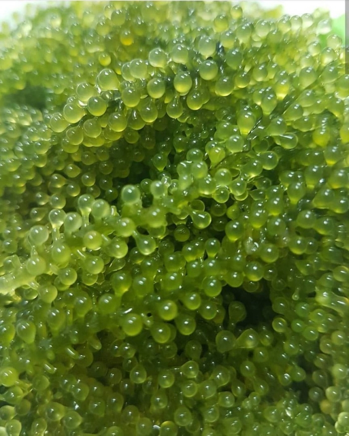 Каулерпа (caulerpa lentillifera) – «морской виноград»