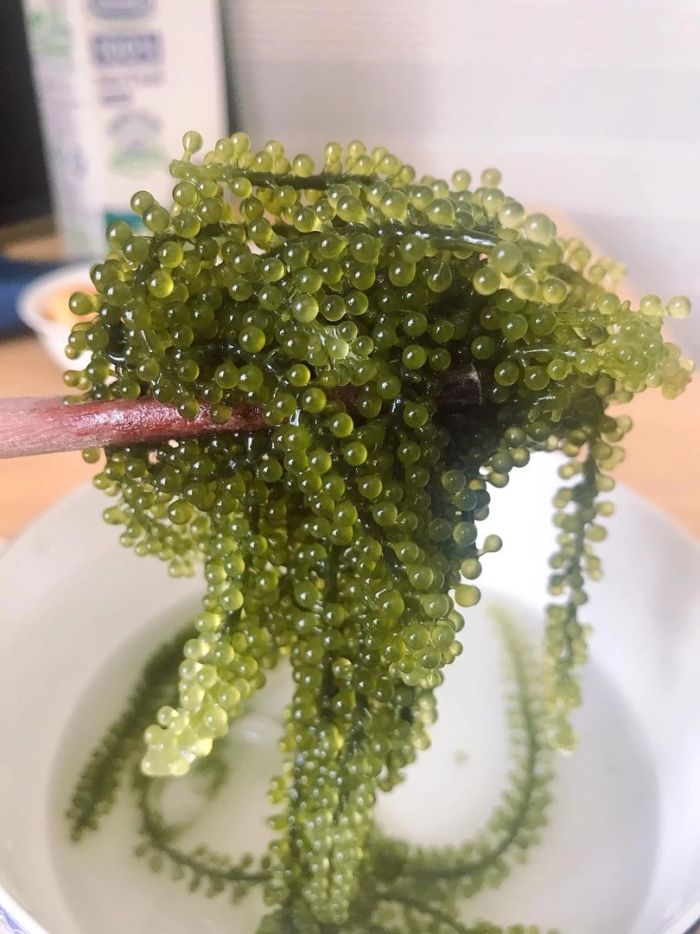Каулерпа (caulerpa lentillifera) – «морской виноград»