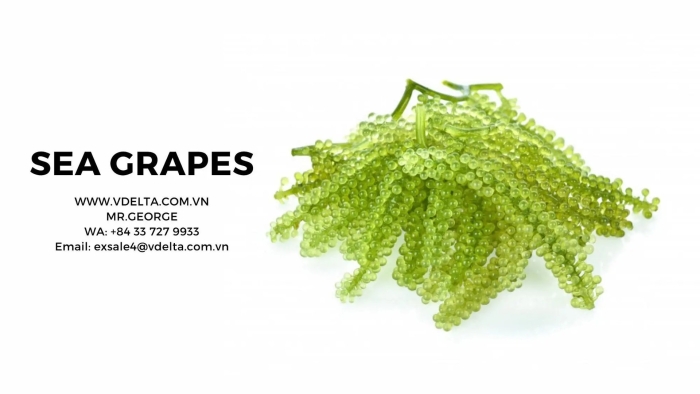 Фукус морской виноград