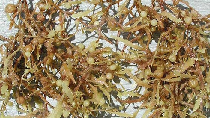 Саргассум водоросль