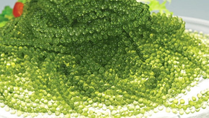 Каулерпа (caulerpa lentillifera) – «морской виноград»