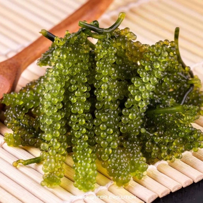 Морской виноград