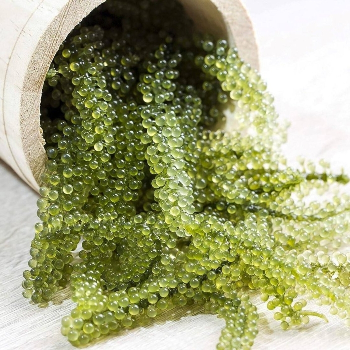 Caulerpa lentillifera