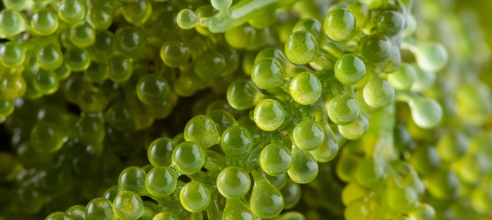 Зеленая икра