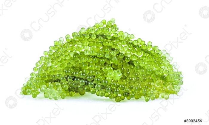 Зеленая икра водоросли