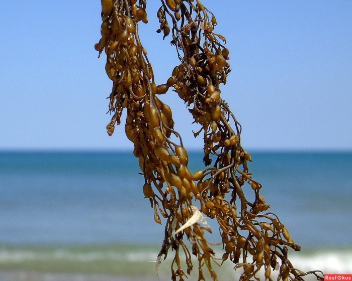 Морской виноград сахалинский