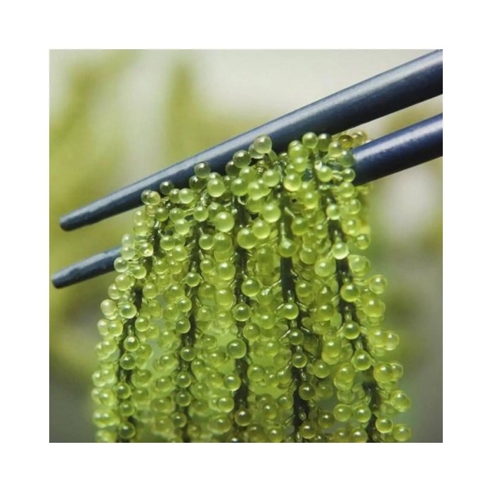 Каулерпа виноградная