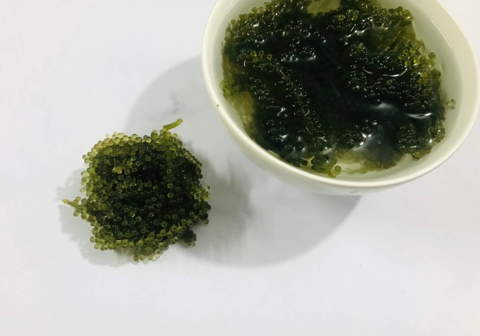 Морская водоросль