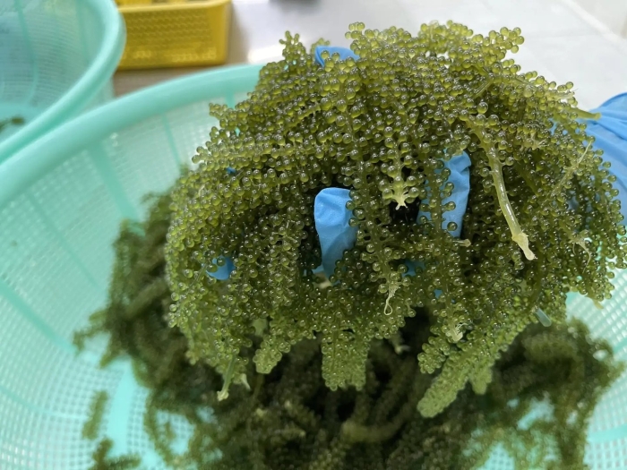 Каулерпа (caulerpa lentillifera) – «морской виноград»
