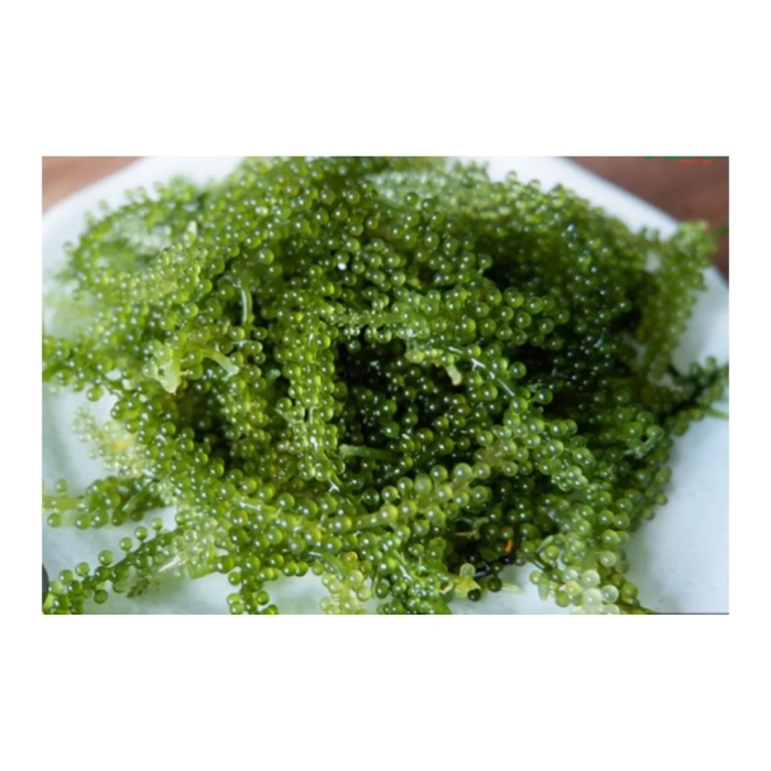 Каулерпа (caulerpa lentillifera) – «морской виноград»