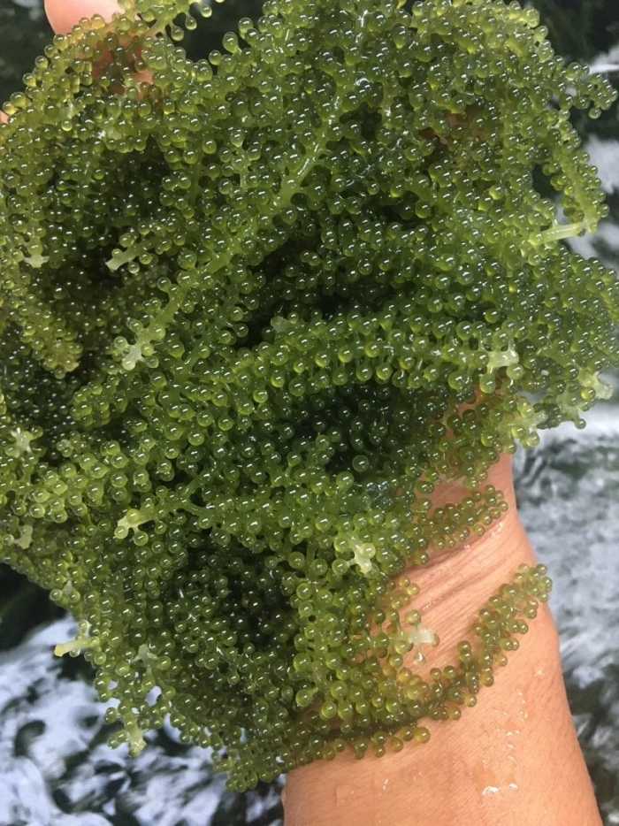 Каулерпа (caulerpa lentillifera) – «морской виноград»