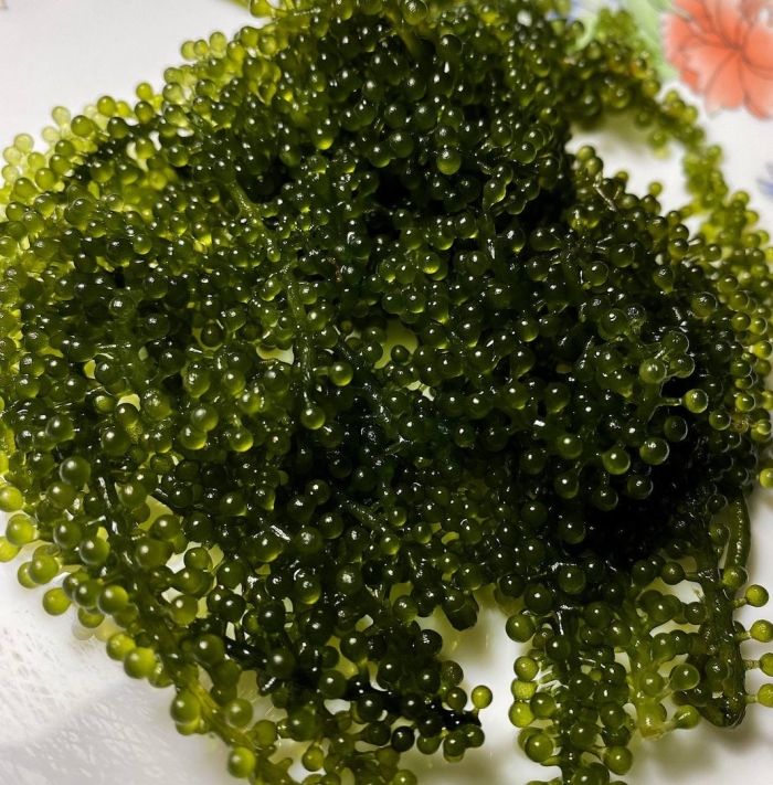 Водоросли морской виноград фукус