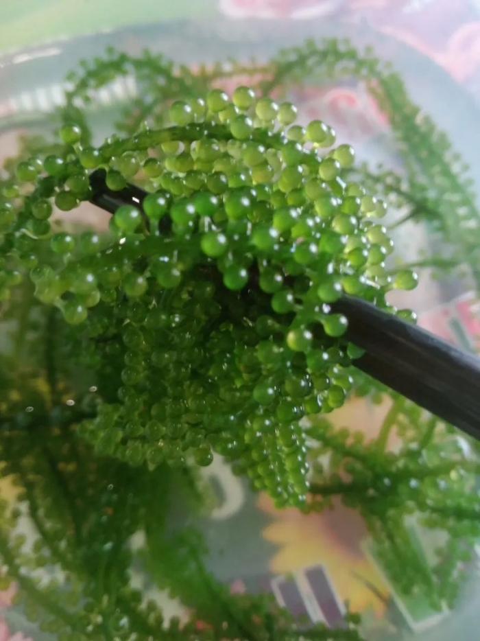 Каулерпа (caulerpa lentillifera) – «морской виноград»