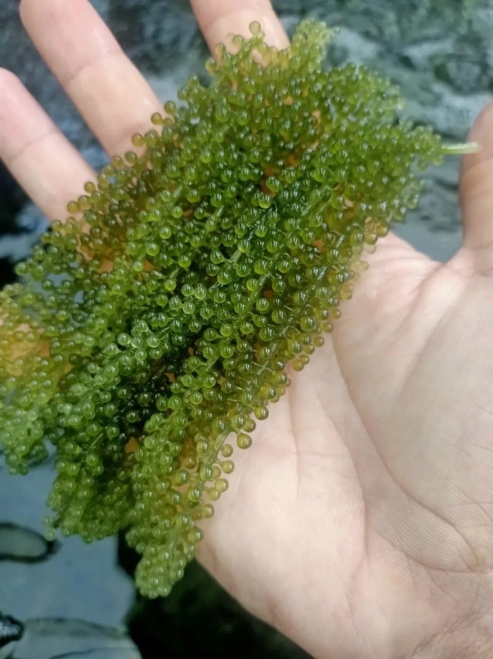 Каулерпа (caulerpa lentillifera) – «морской виноград»