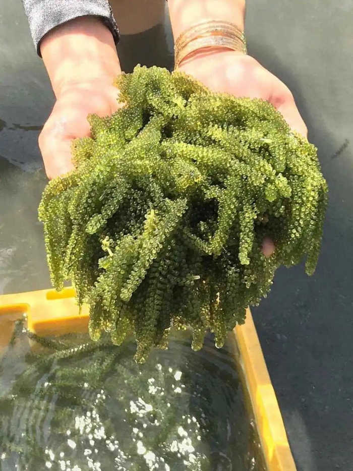 Caulerpa lentillifera