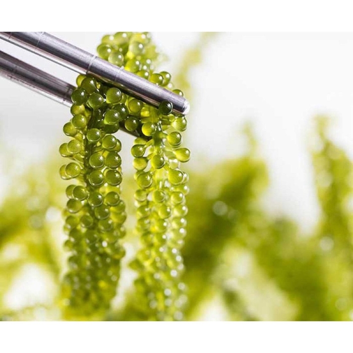 Корейский виноград водоросли