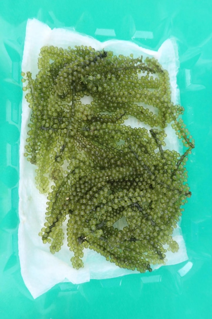 Каулерпа (caulerpa lentillifera) – «морской виноград»