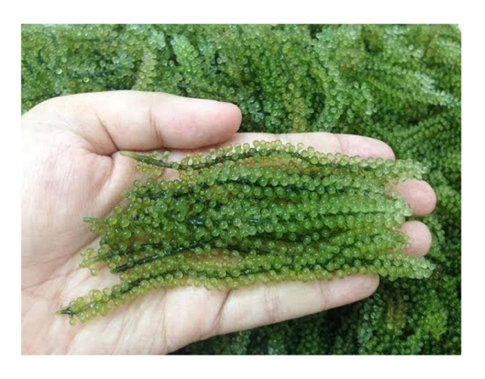 Caulerpa lentillifera
