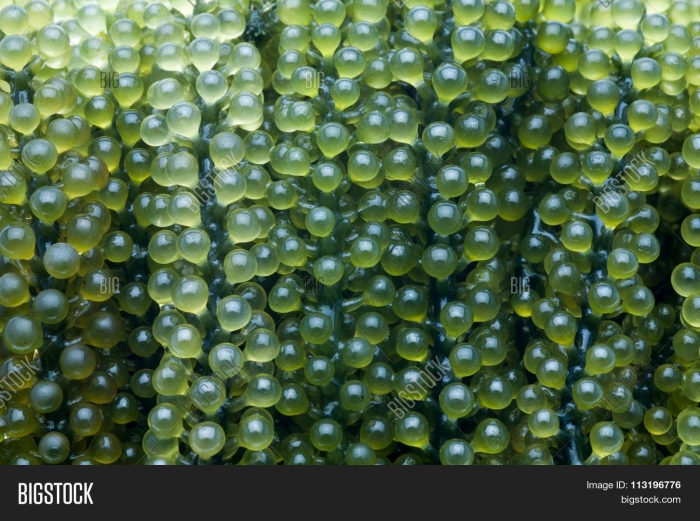 Каулерпа (caulerpa lentillifera) – «морской виноград»