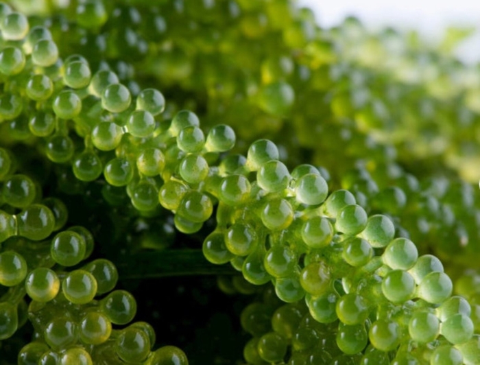 Уми будо водоросли