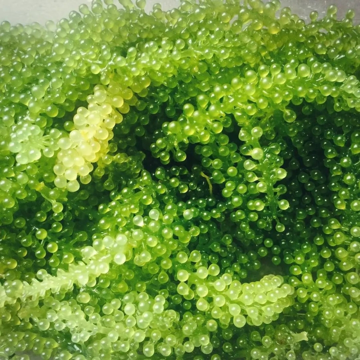 Каулерпа (caulerpa lentillifera) – «морской виноград»