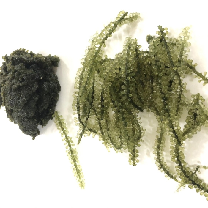 Морской виноград водоросли сахалин