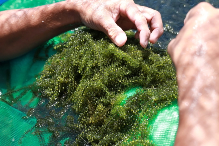 Каулерпа (caulerpa lentillifera) – «морской виноград»