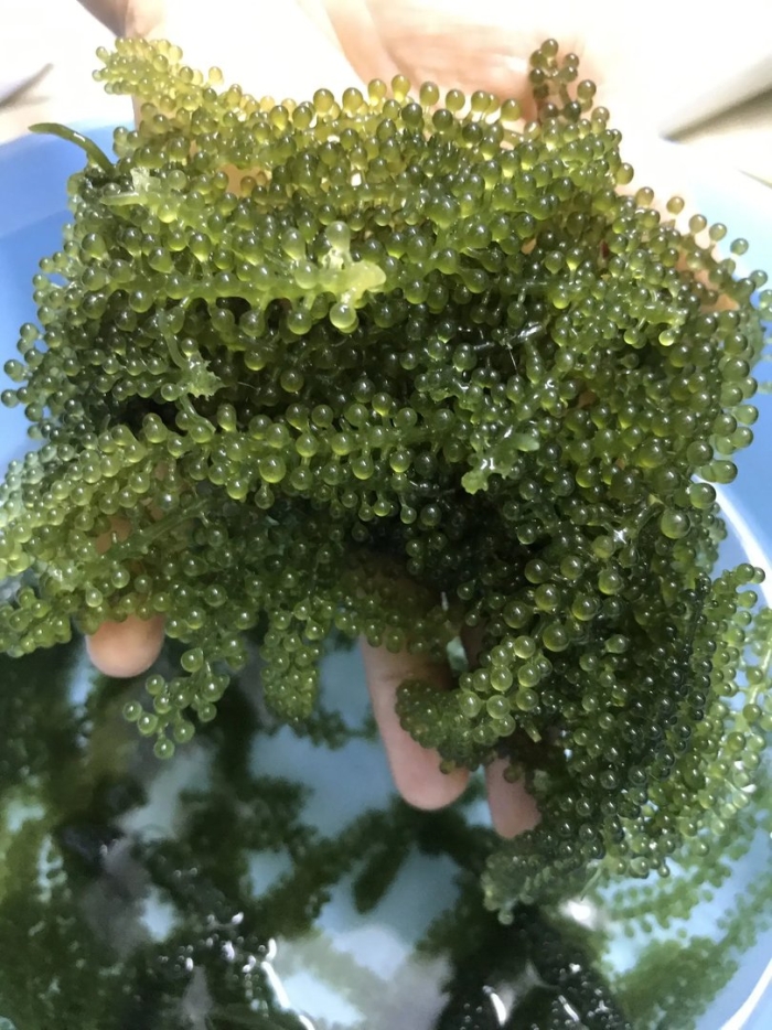 Каулерпа (caulerpa lentillifera) – «морской виноград»