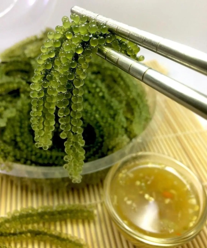 Морской виноград уми будо