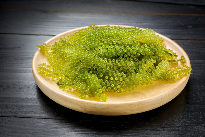 Каулерпа (caulerpa lentillifera) – «морской виноград»