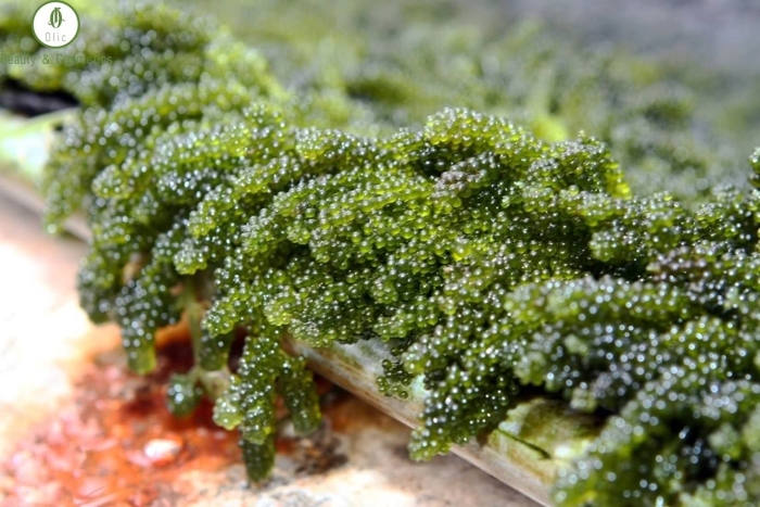Каулерпа (caulerpa lentillifera) – «морской виноград»