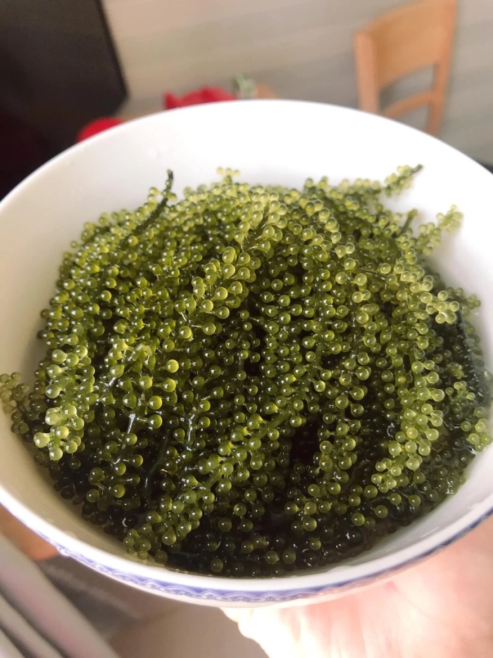 Каулерпа (caulerpa lentillifera) – «морской виноград»