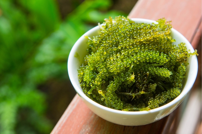 Каулерпа (caulerpa lentillifera) – «морской виноград»