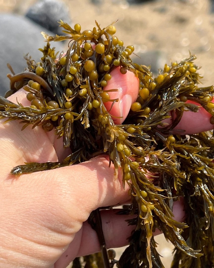 Морской виноград сахалин